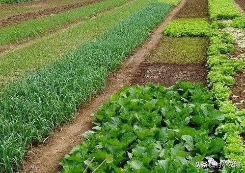 农村创业种瓜果蔬菜要多赚钱,你要用有机肥来栽种,这5大好处 7个事项你了解多少