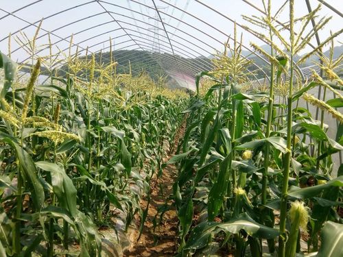 在科技特派员的精心指导下:何村水果玉米新品种种植基地,苗正杆粗