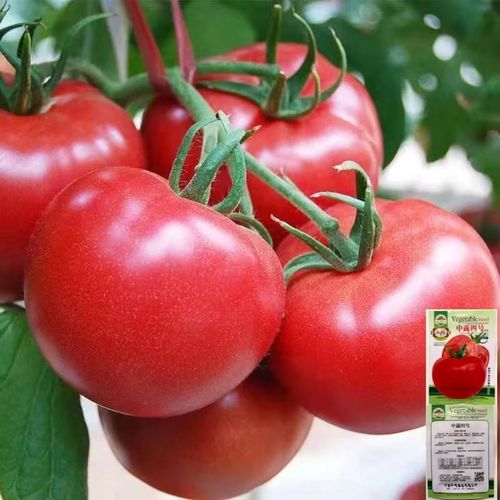 高产大番茄种子超甜红果大西红柿四季种植抗高低温蔬菜瓜果圣女果
